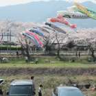 歴史的に有名な合戦地関ヶ原町の東隣の町春の風景